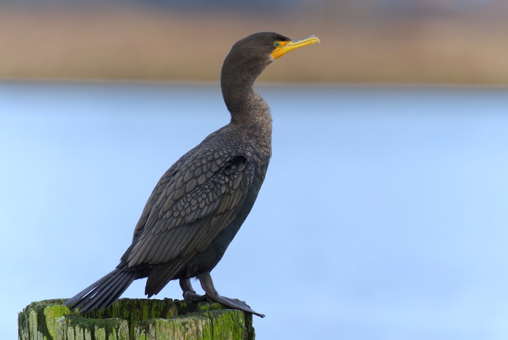 cormorant 2 1231